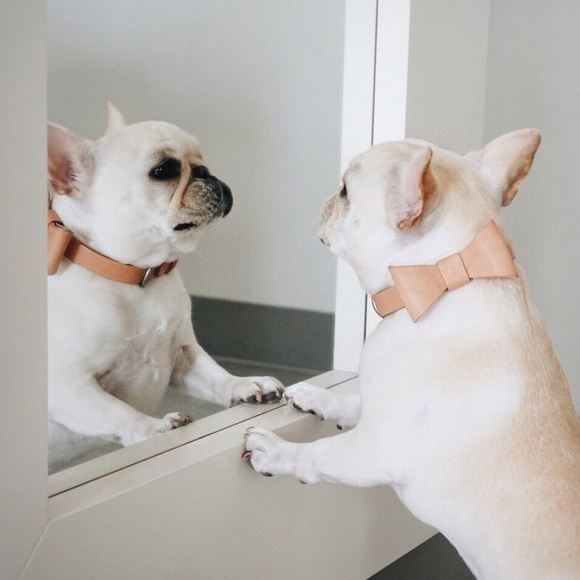 Meet your Posher, Vida - Picture 7 of 7